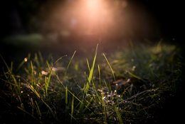 Sunset in the Meadow