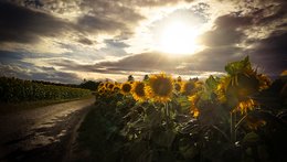 The Sunflowers