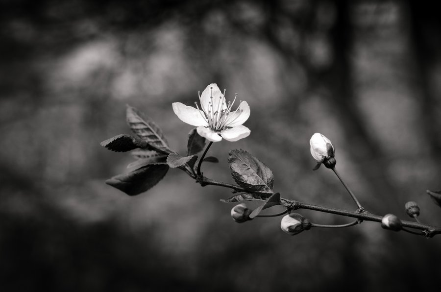 BW Spring BW Spring