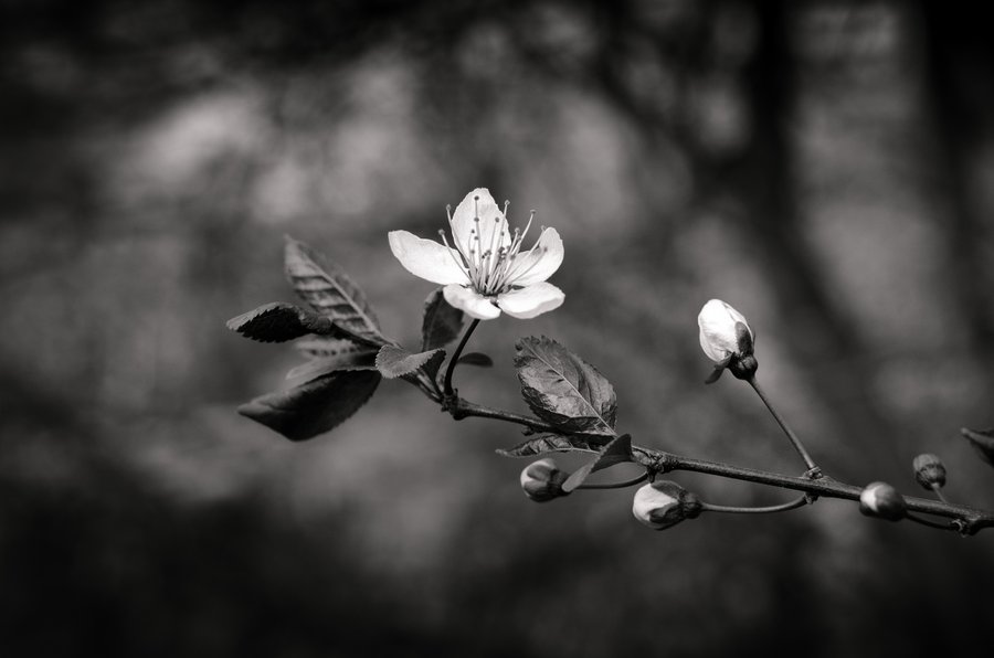 BW Spring