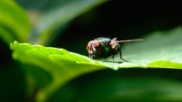 On the Leaf