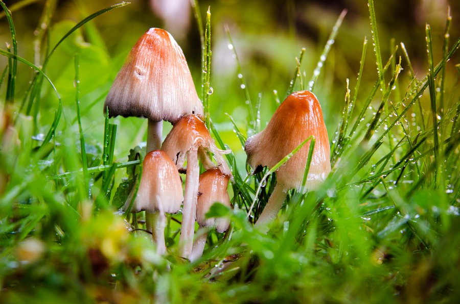 Pilze im Regen