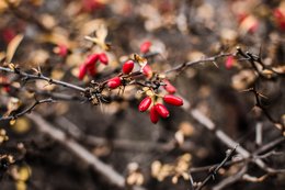 Herbstliche Beeren 17