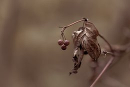 The Last Berries