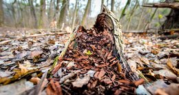 forest floor