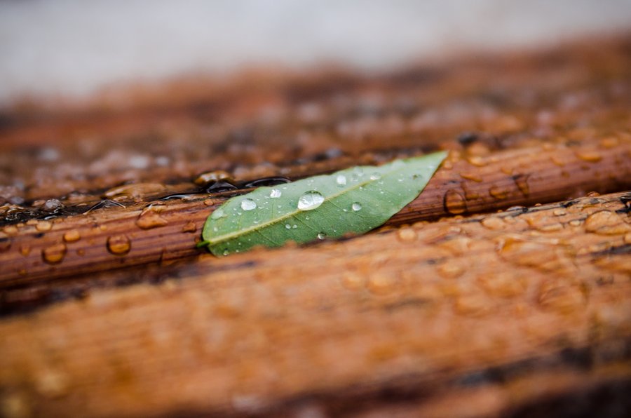 Wet Morning