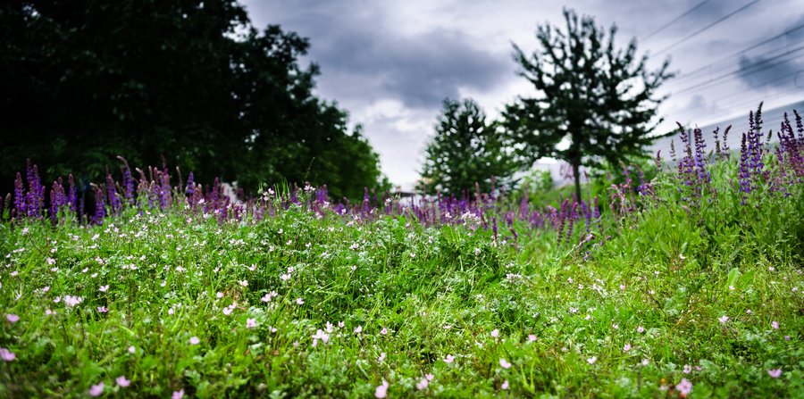 The full Meadow