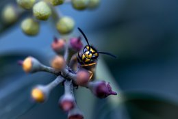 The Responsived Wasp
