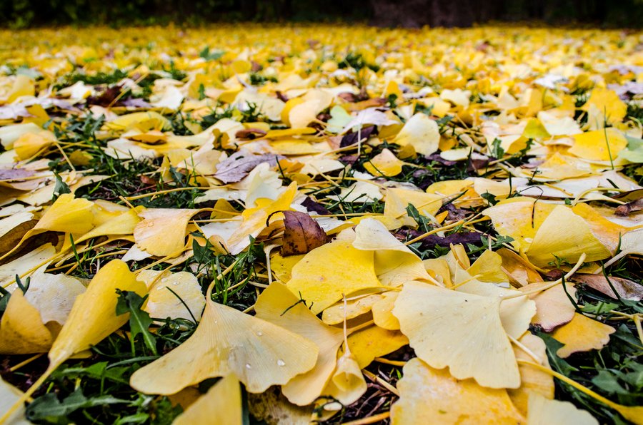 Gelber Herbst