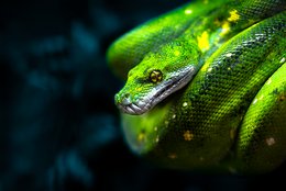 Morelia viridis