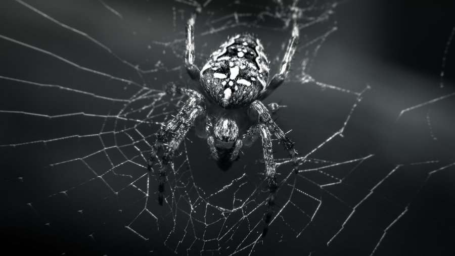 Araneus BW