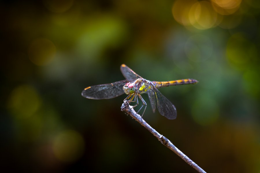 Dragon Fly of Fire