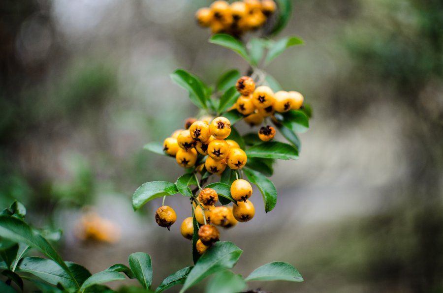 Herbstliche Beeren 3