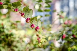 Herbstliche Beeren 12