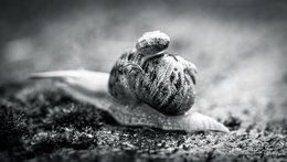 Snail Transport BW