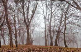 The Mystic Forest