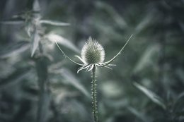 Green Needles