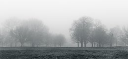 Winter Fog