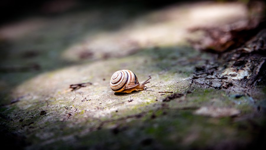 Little Snail