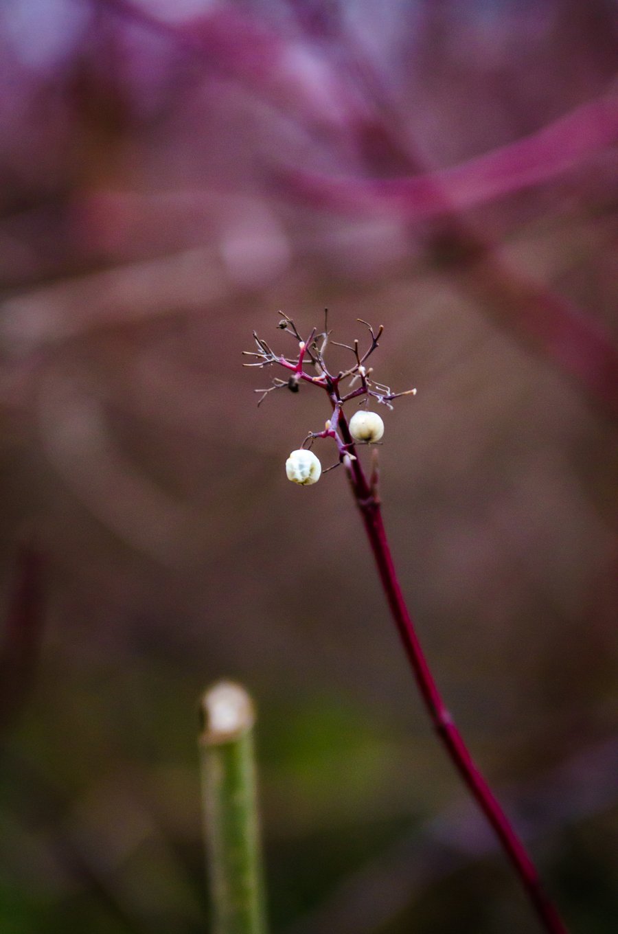 Herbstliche Beeren 18