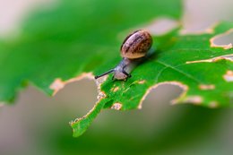 Happy Snail