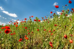 Papaver Field