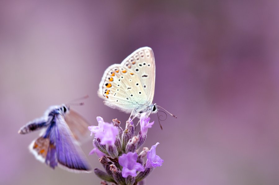 Butterflys Party