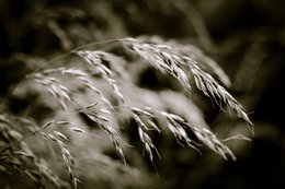 BW Poaceae