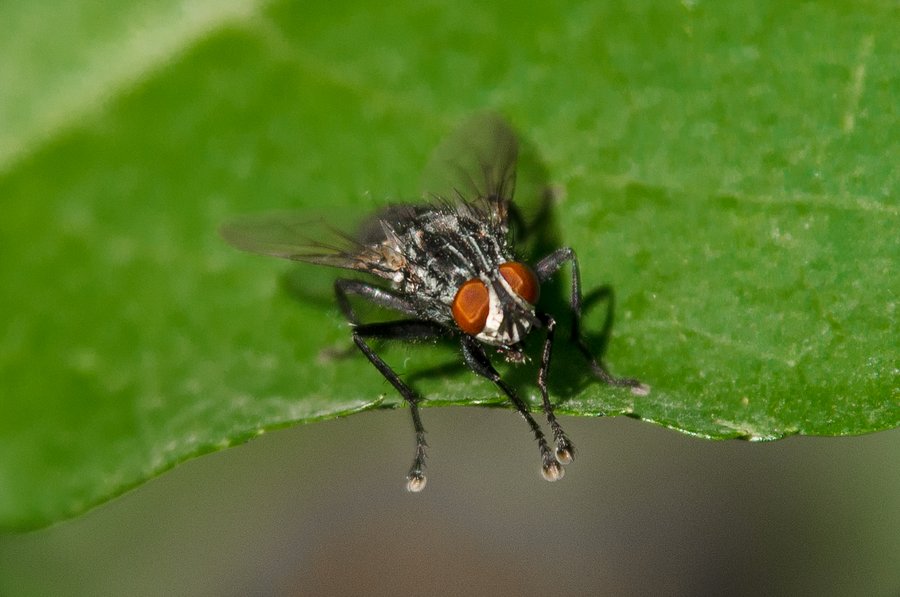 Fliege Fliege