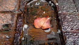 kleines Blatt im kleinen Teich