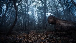 Foggy Forest