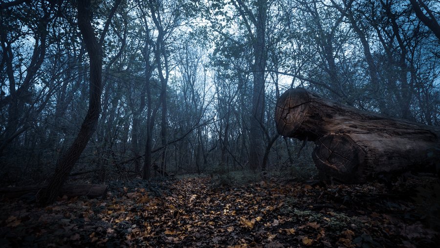 Foggy Forest Foggy Forest