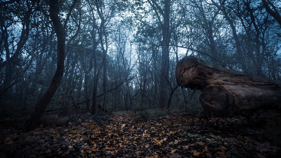 Foggy Forest