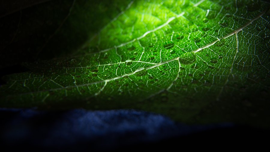 Wet Leaf