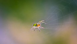 Araniella cucurbitina