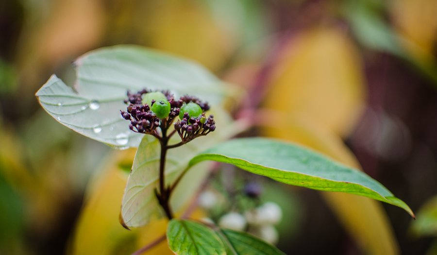 Herbstliche Beeren 4