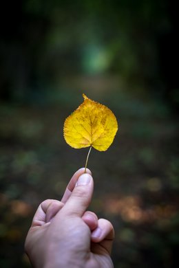 Found the Autumn