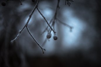 Dark Ice