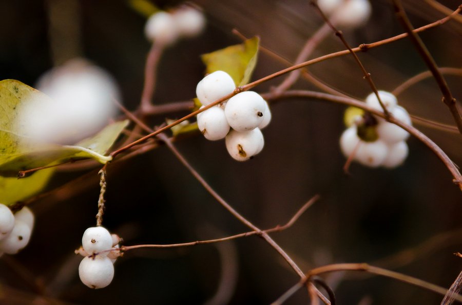 Herbstliche Beeren 14