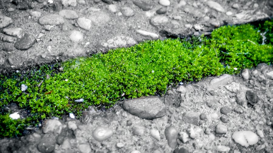 Der Weg muss nicht immer steinig sein...