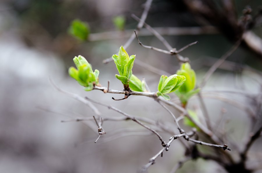 The Power of Spring