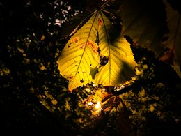 Behind the Leaf