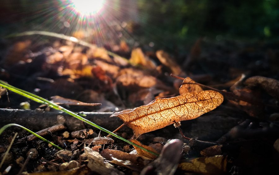 On the Forest Floor