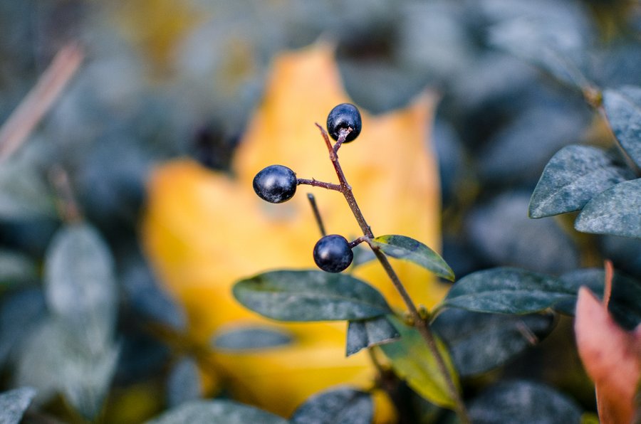 Herbstliche Beeren 11