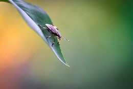 Leaf Diver