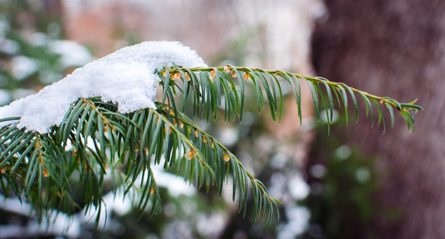 First Snow