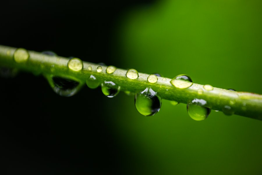 Green Drops Green Drops