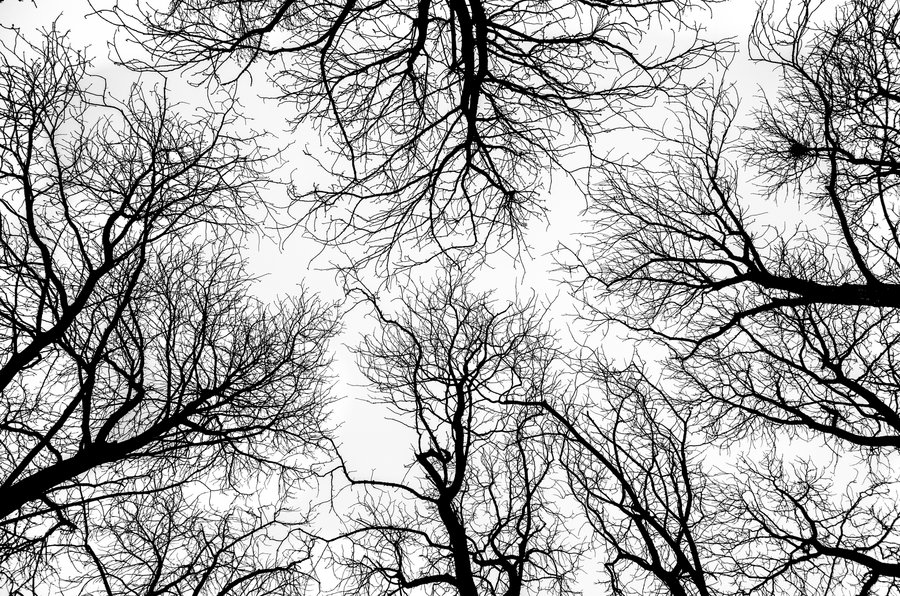 Treetops