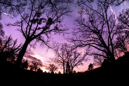 Sunset Trees