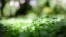 Clover Field